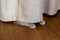 The gray kitten hid behind the curtain. The cat`s paws stick out from under the curtain. Copy space, place for text