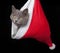 Gray kitten hides inside of a red santa hat