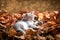 Gray kitten laying in pile of autumn leaves