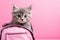 A gray kitten peeks out of a school backpack on pink background.