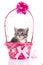 Gray kitten in a pink elegant basket with a bow.