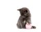 Gray kitten playing with pink ball