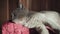 Gray Kitten Resting Peacefully on a Red Vintage Ottoman in Warm Sunlight