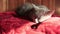 Gray Kitten Resting Peacefully on a Red Vintage Ottoman in Warm Sunlight