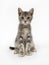 Gray kitten sitting on white background