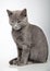 Gray kitten , smoky cat on gray background