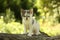 Gray kitten standing on the tree stump