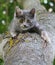 Gray kitten on a tree