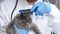 A gray kitten in a veterinary clinic. Examination of the kitten with a professional veterinarian.