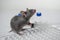 A gray laboratory mouse with an immunological plate, a syringe and vials. Concept - testing of drugs, vaccines