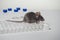 A gray laboratory mouse with an immunological plate and vials.