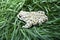 Gray lake frog with small green dots in the grass.