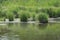 Gray lake water overgrown with green grass