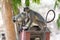 Gray langur, also called Hanuman langur and Hanuman monkey observed in Bera in Rajasthan