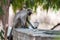 Gray langur, also called Hanuman langur and Hanuman monkey observed in Bera in Rajasthan