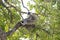 Gray Langur also known as Hanuman Langur on the tree in Rishikesh, India. Close up