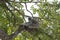 Gray Langur also known as Hanuman Langur on the tree in Rishikesh, India. Close up. Indian langurs are lanky, long-tailed monkeys