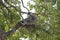 Gray Langur also known as Hanuman Langur on the tree in Rishikesh, India. Close up. Indian langurs are lanky, long-tailed monkeys