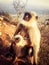 Gray Langur and baby