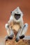 Gray langur baby, close up monkey, vertical