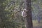 A Gray langur climbing a tree