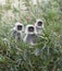 Gray langur monkey