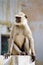 Gray Langur Monkey, India