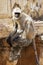 Gray Langur Monkey Presbytis entellus in Jodhpur Rajasthan Indi