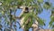 Gray Langur Monkey sitting on top of a tree