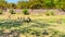 Gray langur monkeys at Chittorgarh Fort - Rajasthan, India