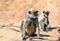 Gray langur monkeys at Sahasralinga Talav in Patan - Gujarat, India