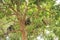 Gray Langur monkeys in a tree