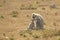 Gray Langur Mother Grooming Baby