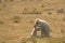 Gray Langur Mother Preening Baby