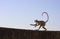 Gray langur playing at Taragarh fort, Bundi, India