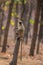 Gray langur, sacred langur, Indian langur or Hanuman langur, Old World monkey perched on a dead tree trunk at bandhavgarh national