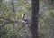 A Gray langur sitting on a tree