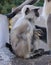 Gray langurs, also called Hanuman langurs and Hanuman monkeys