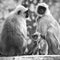 Gray langurs with babies, India