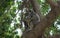 Gray langurs or Hanuman langurs - climbing a tree , holy monkeys of the Indian Subcontinent.