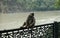 Gray langurs or Hanuman langurs - at Ganges River, holy monkeys of the Indian Subcontinent.