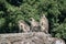 Gray langurs or Hanuman langurs sitting on rampart