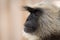 Gray langurs, sacred langurs, Indian langurs or Hanuman langurs, Old World monkeys portrait