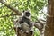 Gray langurs spend half of their time on the ground and the other half in trees.