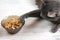 Gray lazy funny cat lying pulling paw in a bowl with food on white background.