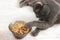 Gray lazy funny cat lying pulling paw in a bowl with food on white background.