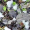 Gray leaves with a snow and green plants