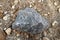Gray limestone carbonate sedimentary rock on gravel background.