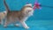 A gray little kitten playing with a toy on a blue background