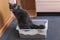 Gray little kitten sits in a tray. Toilet with Clumping Cat Litter.
